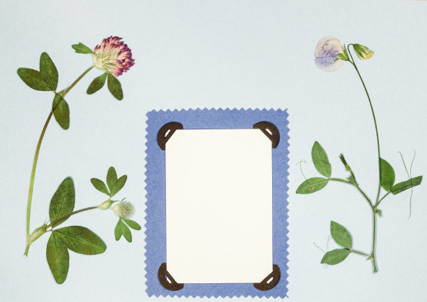 旧相册里的一页。压干的花朵。剪贴簿元素用树叶、花朵和花瓣装饰花朵。为了卡片，邀请和祝贺。用于剪贴簿，问候图片下载