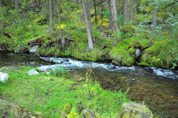 清晨，一条湍急的小河流流经针叶林。图片下载