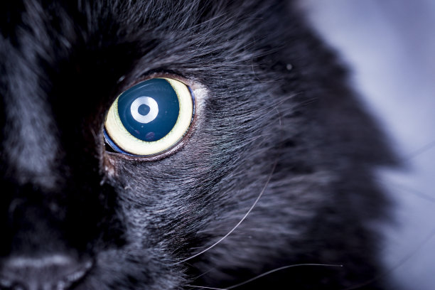 一个打开的黑猫眼睛的特写，里面画着一圈光。图片下载