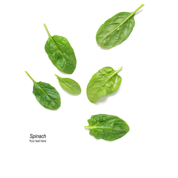 新鲜菠菜叶与滴孤立在白色背景。创造性的布局。时尚新潮的照片。俯视图，平躺。图片下载