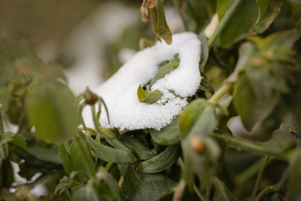 第一场雪出乎意料地落在绿色的草地上。图片下载