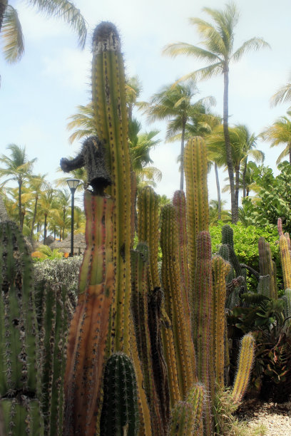 仙人掌树高大图片下载