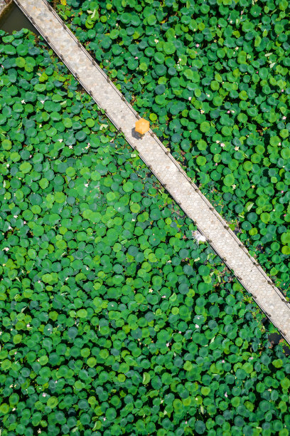 鸟瞰荷叶图片下载
