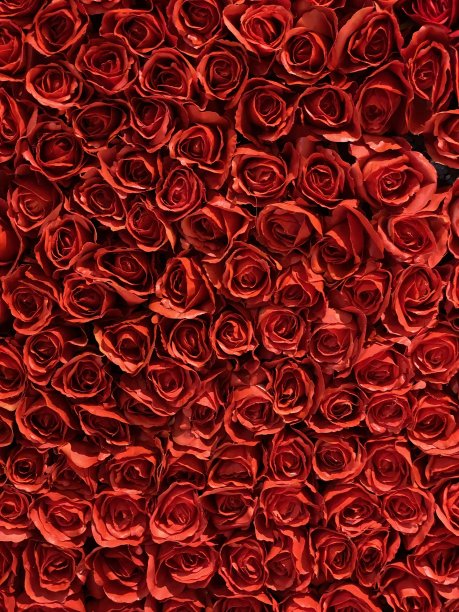 全框的玫瑰图片下载