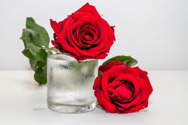 白色背景上美丽的红玫瑰，适合贺卡、婚礼请柬、圣诞节、情人节图片下载