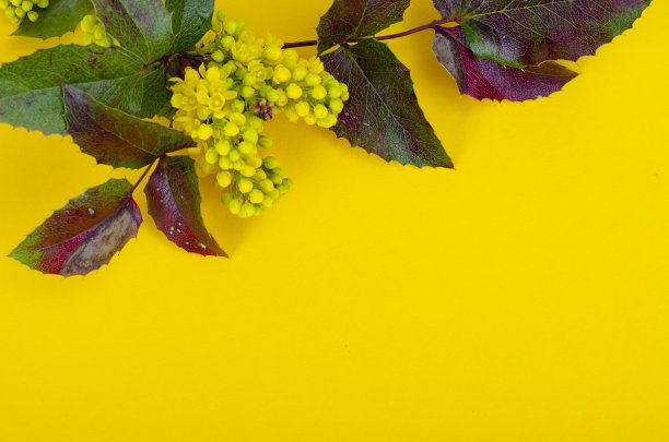 具有黄色花的观赏园林灌木的一支，土青木。工作室的照片图片下载