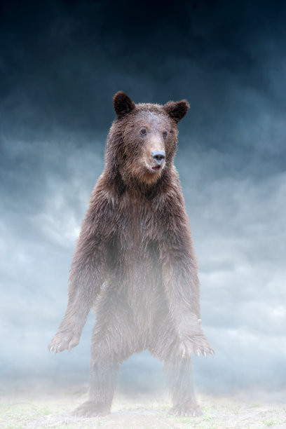 棕熊站在风暴云雾的背景上图片下载