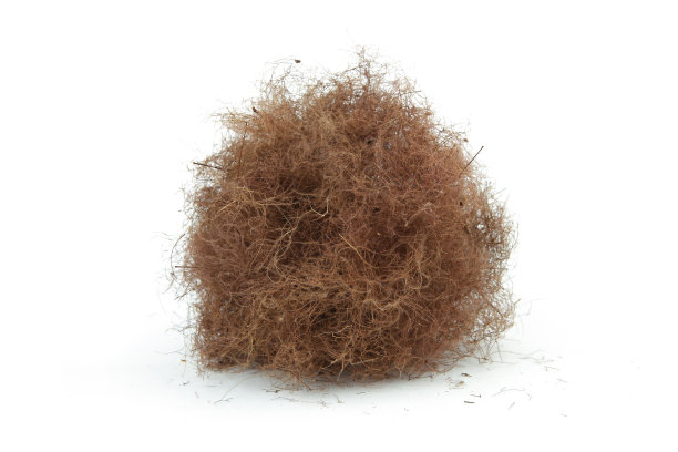 球植物干烟树花孤立在白色的背景。图片下载