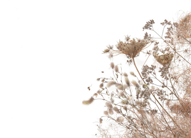 秋天的草甸，花干燥的野草和草本植物孤立在白色的背景上。图片下载