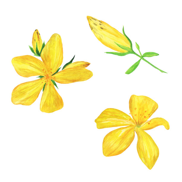 贯叶连翘在白色背景上分离的黄色花。水彩手绘插图。圣约翰草开放和关闭的芽。图片下载