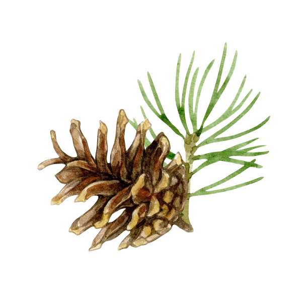 有松果的圣诞树树枝。水彩插图孤立在白色的背景。图片下载