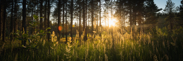 阳光透过针叶林的树木图片下载