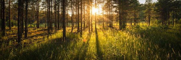 阳光透过针叶林的树木图片下载