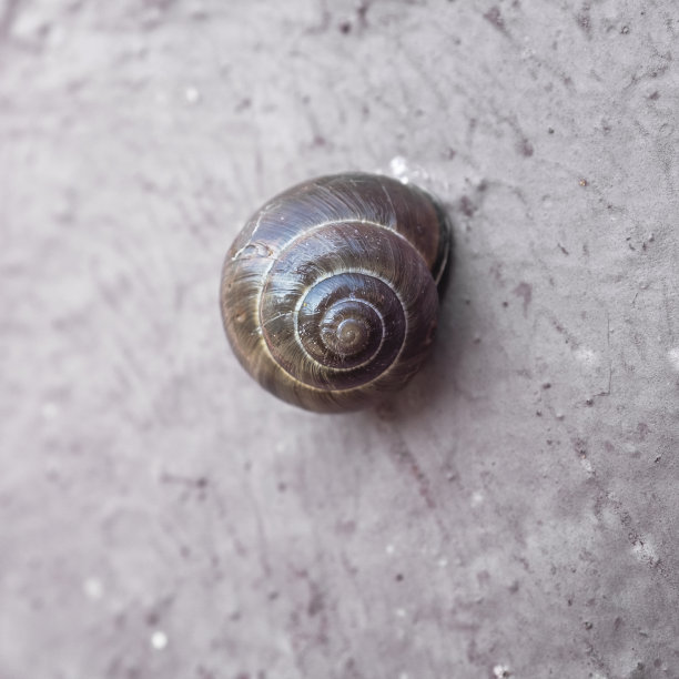 小花园蜗牛图片下载