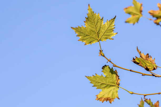 秋叶在蓝天前图片下载