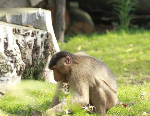 可爱的小猴子在围栏里散步图片下载