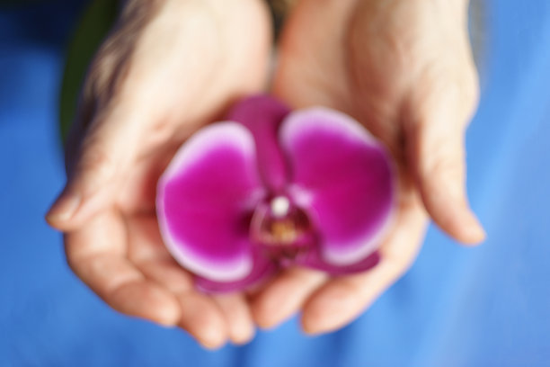 女性健康的概念。模糊照片的女性手轻轻地拿着一朵开放的花。象征着对女性健康的悉心保护图片下载