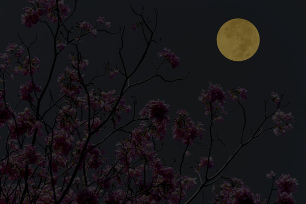 天空中满月与树枝的剪影。图片下载