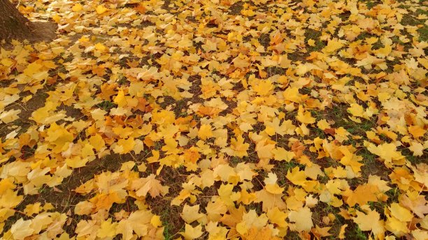 秋天地上的叶子图片下载