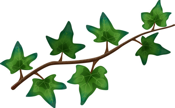 热带藤本植物叶组成图片下载