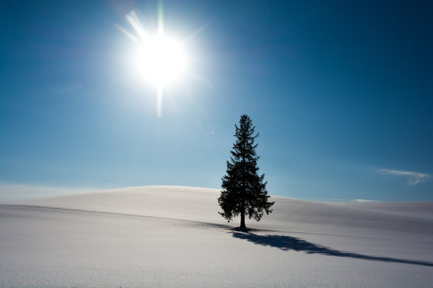 雪地里的松树图片下载