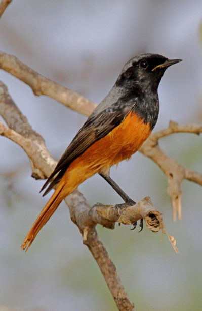 黑色红尾鸲图片下载