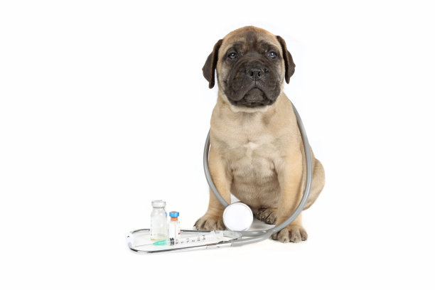 狗医生图片下载