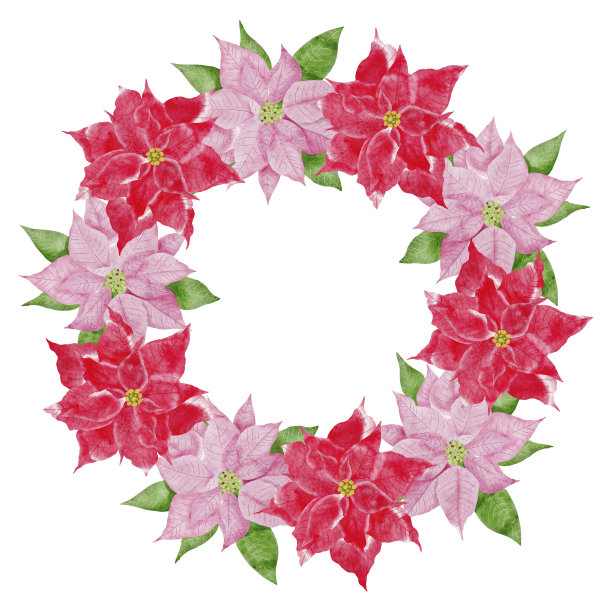 水彩圣诞花环与粉红色和红色的一品红孤立在白色的背景。用于升华设计，请柬，贺卡。图片下载