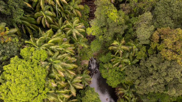 澳大利亚昆士兰州坦伯林山，柯蒂斯瀑布被亚热带雨林包围的鸟瞰图图片下载