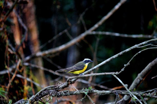 你见过硫皮坦格斯图片下载