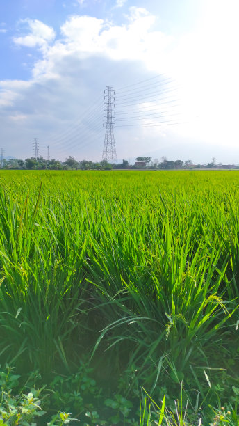 绿油油的稻田鸟笼照片图片下载