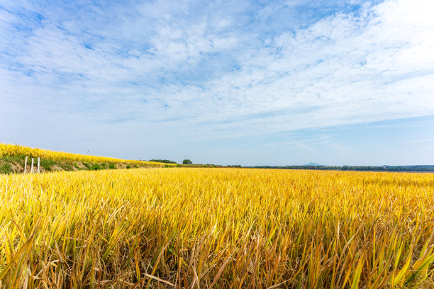 农田里有大面积的水稻图片下载
