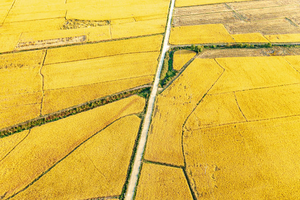 一大片稻田的航拍照片图片下载