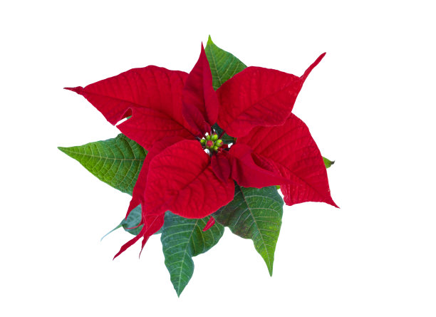 一品红花孤立在白色上图片下载