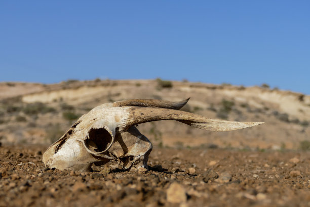 干山羊头骨，山羊头骨背景在沙漠图片下载