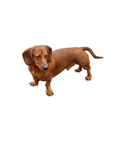 孤立的腊肠狗图片下载