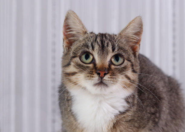 宠物。猫护理。小猫靠近点。的童年。水平的照片。贺卡。空间的文本。小灰猫，大眼睛图片下载