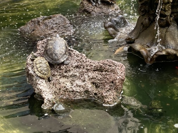 海龟和鱼享受公共喷泉图片下载