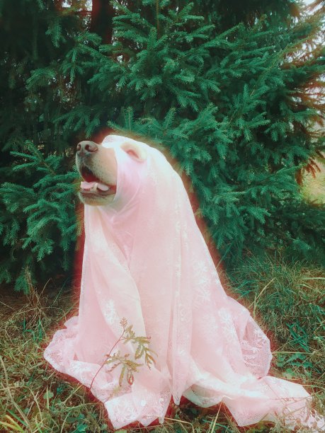 穿着万圣节鬼魂服装的拉布拉多寻回犬图片下载