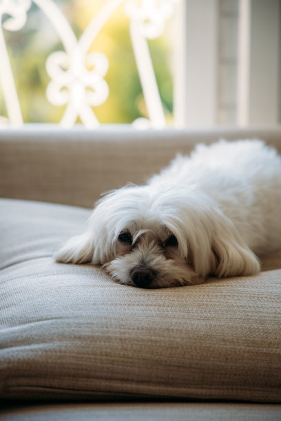 可爱的狗图片下载