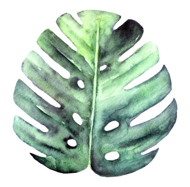 水彩热带叶怪物孤立在白色。植物元素为您的设计。图片下载