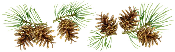 一套带有松果的圣诞树树枝。水彩插图孤立在白色的背景。图片下载