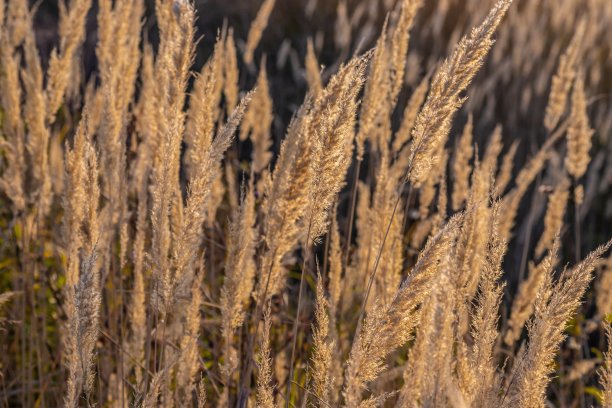 枯草的花朵在天空的背景。近视图的草茎对天空。平静而自然的背景。图片下载