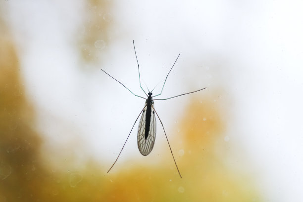 大蚊子坐在玻璃特写上图片下载