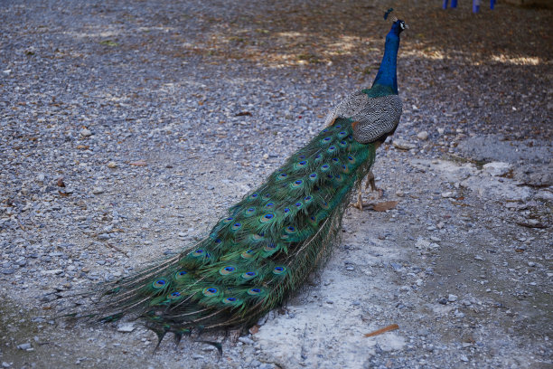美丽的孔雀自然背景图片下载