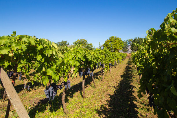 埃特纳火山脚下的西西里葡萄酒农场。风景秀丽的葡萄树成行。阳光照片适合旅游旅行社小册子，葡萄园海报，农业网站或杂志。图片下载