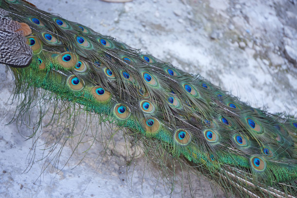 美丽的孔雀尾巴的细节图片下载