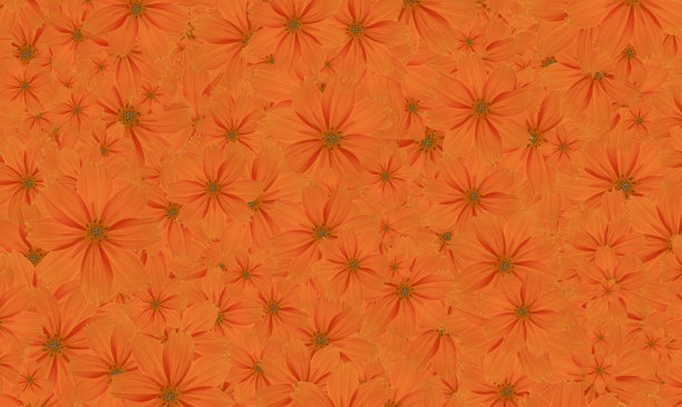 无缝花图案宇宙花植物图案图片下载