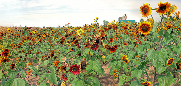 向日葵的补丁图片下载