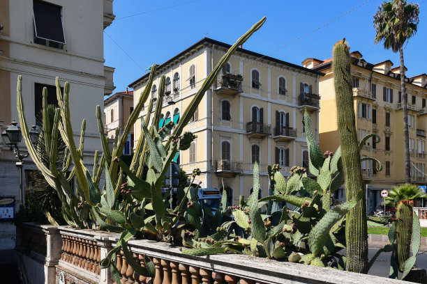 意大利利古里亚萨沃纳市阿拉西奥市中心的花坛，种植着不同种类的肉质植物图片下载